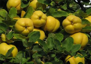 خواص و مضرات میوه به