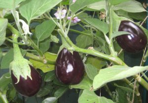 آشنایی با بادمجان ، خواص و مضرات آن