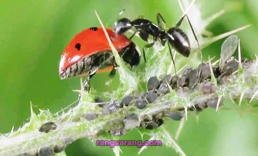 همزیستی شته‌‌‌ها با مورچه ها