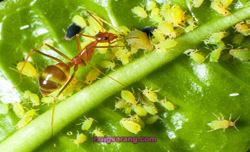 رابطه شته‌‌‌ها با مورچه ها  