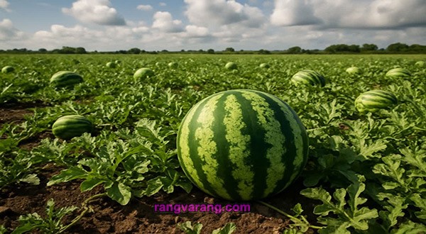 درباره خواص هندوانه