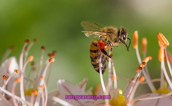 درباره زنبور عسل