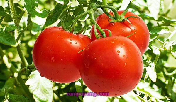 زمان کاشت انواع سبزیجات - گوجه فرنگی
