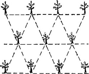 سیستم-کشت-مثلثی،-شش-ضلعی-یا-لوزی