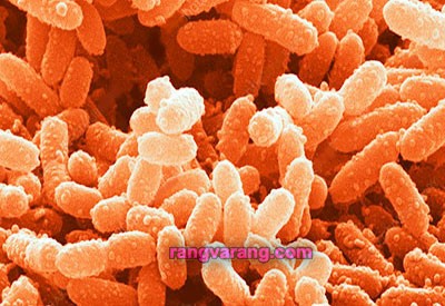 بیماری پوسیدگی نرم باکتریایی هویج