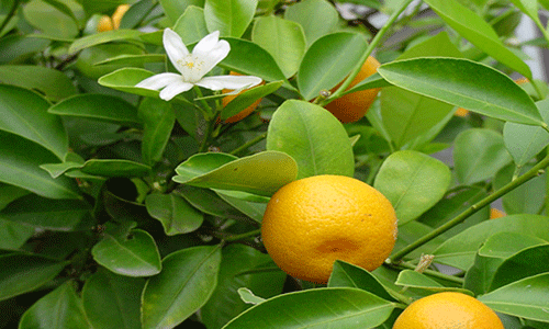 درخت نارنگی