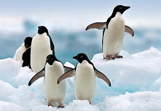 پنگوئن