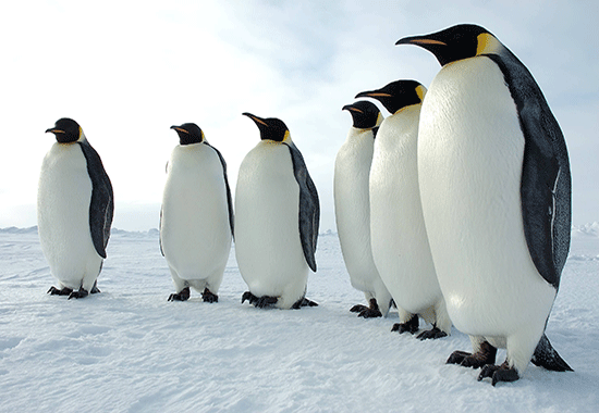 پنگوئن‌