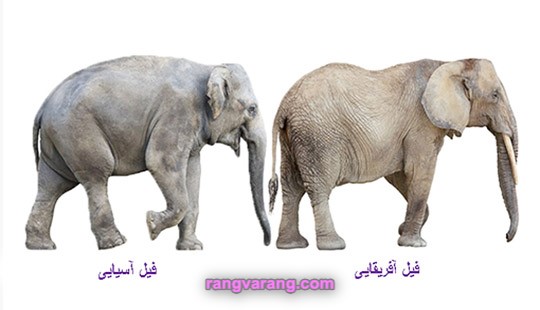 تفاوت فیل آفریقایی و آسیایی