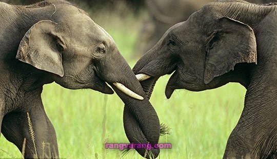 درباره فیل ها و خرطوم فیل